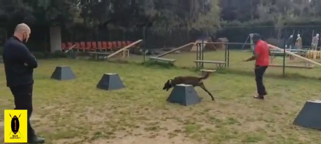 Travail de détection d'explosifs avec le chien DATOR, en Espagne Travail de détection d'explosifs avec le chien DATOR, en Espagne